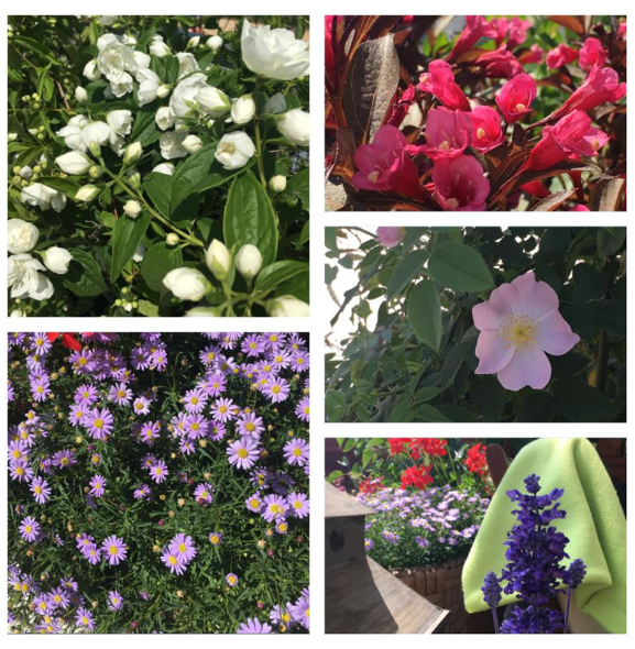 KWIATY WARSZAWY| Zobacz najpiękniejszy pokój i balkon udekorowany kwiatami!