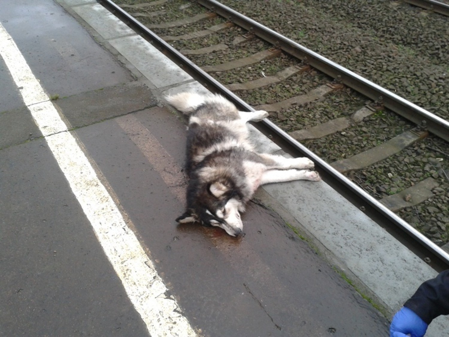 Pies został potrącony przez pociąg w Wejherowie