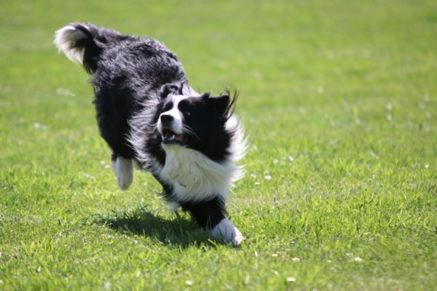 Chcecie zobaczyć zaganianie owiec? Nie musicie jechać w góry