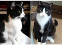 Biało-czarne kotki ze schroniska w Poznaniu szukają nowego domu! Oto zwierzaki, które można adoptować! 