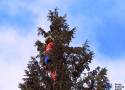 Przez cztery dni siedziała na szczycie drzewa, aż przyjechali ratownicy z GOPR - foto