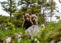 Niedźwiedzia rodzina w Tatrach. Małe niedźwiadki z zaciekawieniem obserwowały ludzi