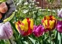 ABC sadzenia kwiatów cebulowych. O co zadbać, by wiosną mieć mnóstwo kwiatów?