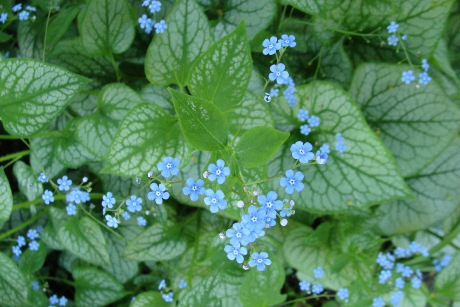 Brunera wielkolistna