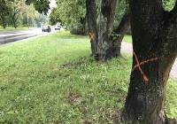 Wycinka drzew przy ul. Kocmyrzowskiej potrwa dwa tygodnie. Prace ruszą we wtorek