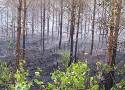 Pożary lasów na Pomorzu. To efekt suszy, ale nie tylko. Alert RCB nadal obowiązuje