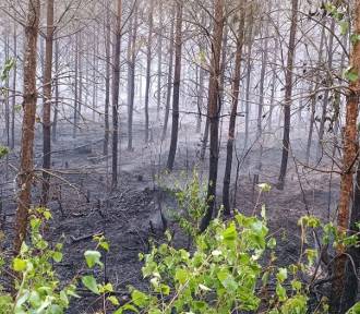 Pożary lasów na Pomorzu. To efekt suszy, ale nie tylko. Alert RCB nadal obowiązuje