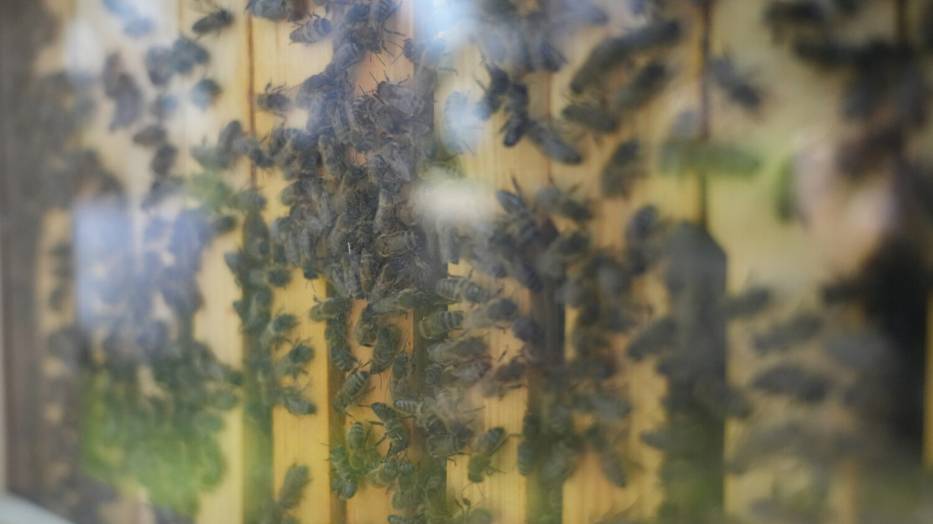 Warsztaty Pszczelarskie w Wiączeminie