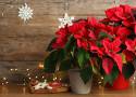 Modne kwiaty na Boże Narodzenie. Jak wyeksponować poisencję i grudnik we wnętrzu?