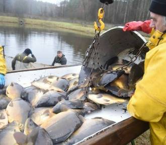 Na wigilii obowiązkowo musi być karp, ale popularność zyskuje też jesiotr