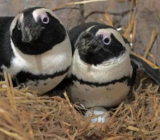 W gdańskim ZOO na świat przyszło 15 pingwinów! W sumie jest ich już ponad 80 