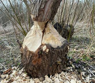 Problem z bobrami na Podkarpaciu. Jak radzić sobie z niszczeniem drzew?