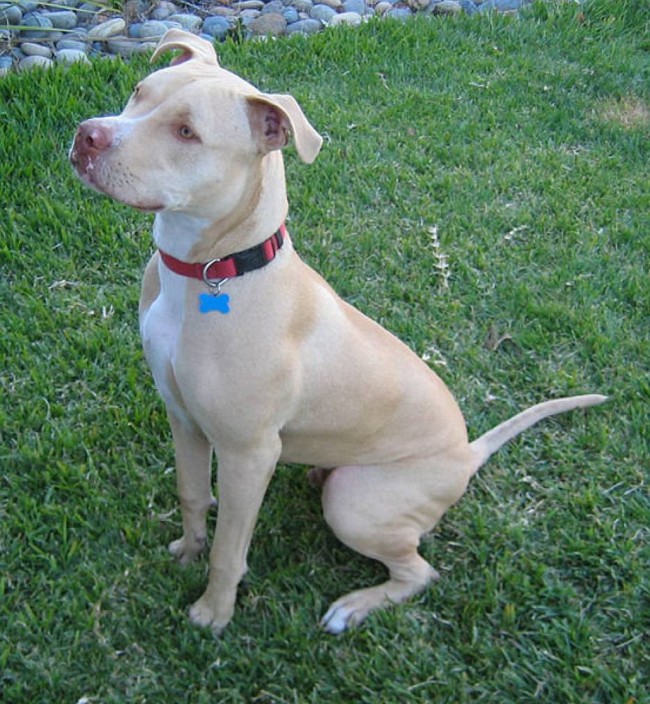 Amerykański Pit Bull Terrier, licencja GNU