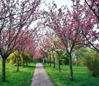 Mała Japonia w Chełmie. Zachwycająca aleja kwitnącej wiśni w chełmskim parku na Górce