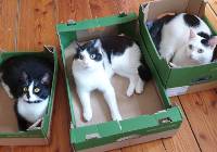 Mieszkańcy Zielonej Góry mają piękne koty. 17 lutego przypada Światowy Dzień Kota