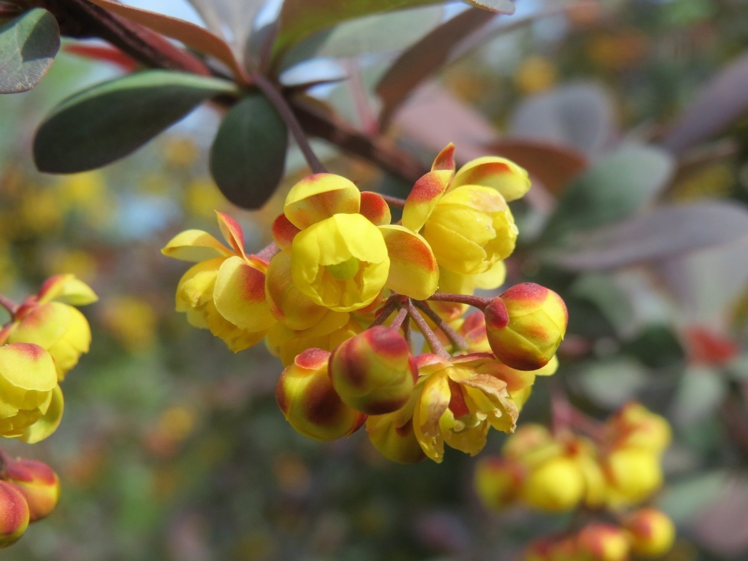 Berberys Thunberga