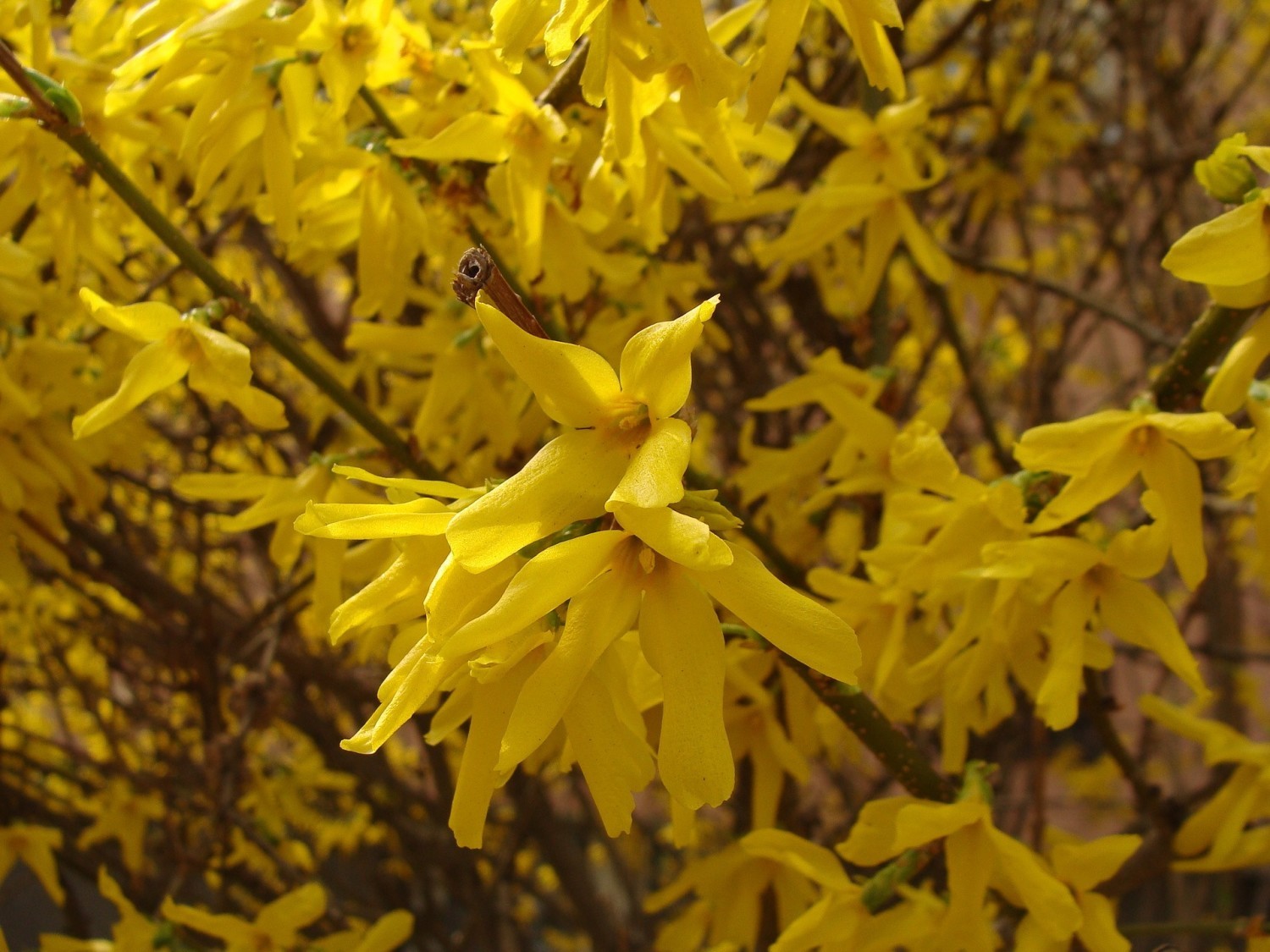 Forsycja pośrednia