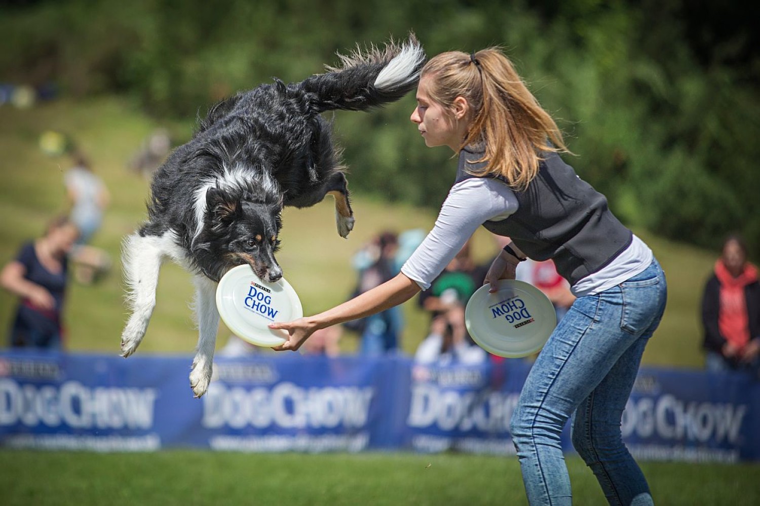 Dog Chow Disc Cup 2015: Latające psy 10 raz na Cytadeli w Poznaniu