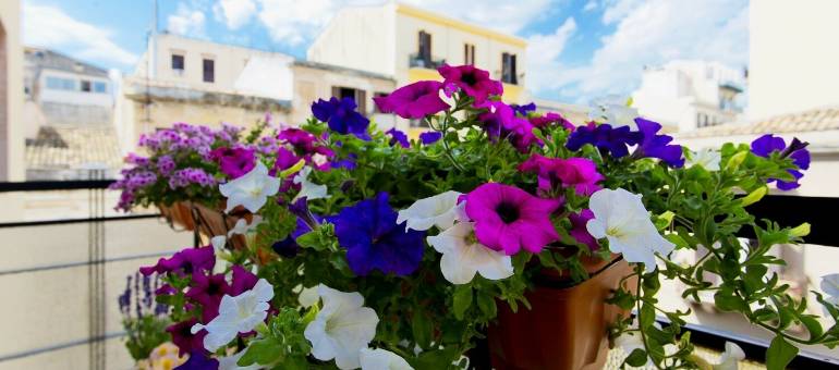 Sypią się mandaty za pelargonie na balkonie. Sprawdź, jak uniknąć kary. Co mówią przepisy na temat roślin balkonowych?