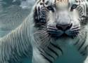 Basen dla tygrysów w Zoo Borysew zostanie oficjalnie otwarty w sobotę 9 września. To jedyna tego typu atrakcja w Europie FOTO
