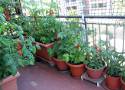 Pomidory koktajlowe urosną na balkonie! Jak je uprawiać? Sprawdź i ciesz się zbiorami