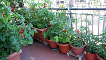 Pomidory koktajlowe urosną na balkonie! Jak je uprawiać? Sprawdź i ciesz się zbiorami