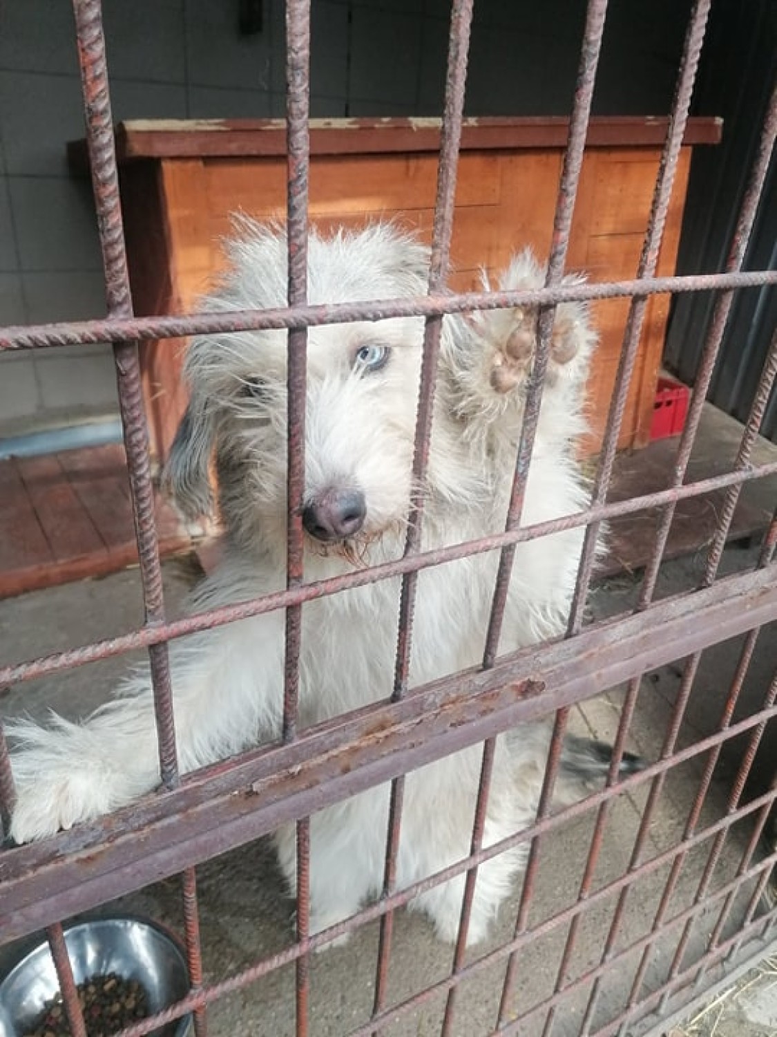Schronisko w Wałbrzychu psy do adopcji