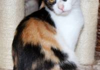 Koty Do Adopcji Naszemiasto Pl