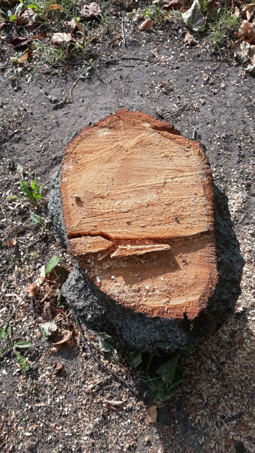 Także inni mieszkańcy Poznania wyrażają swoje zaniepokojenie wycinką drzew w rejonie Ronda Rataje