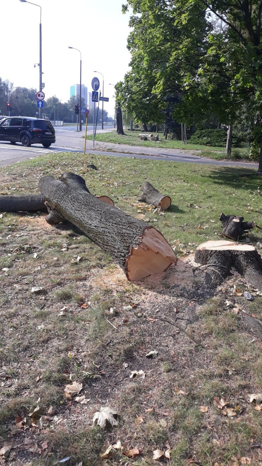 Także inni mieszkańcy Poznania wyrażają swoje zaniepokojenie wycinką drzew w rejonie Ronda Rataje