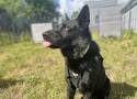 Policyjny pies tropiący odnalazł zaginioną w Jarosławcu. Zdjęcia