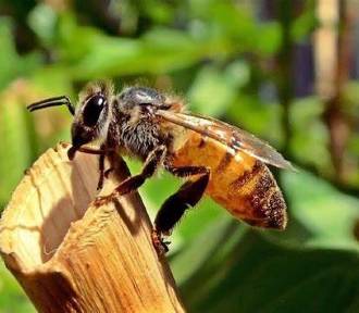 Pszczelarze mogą liczyć na wsparcie. Ruszyły nabory