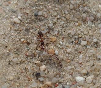Czytelnik nagrał mrówkę. Z jej głowy wyrósł grzyb, który zmienił ją w zombie! | FILM