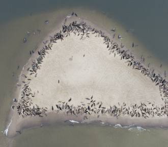 Setki fok wylegują się nad brzegiem Bałtyku. Zdjęcie obiega sieć!