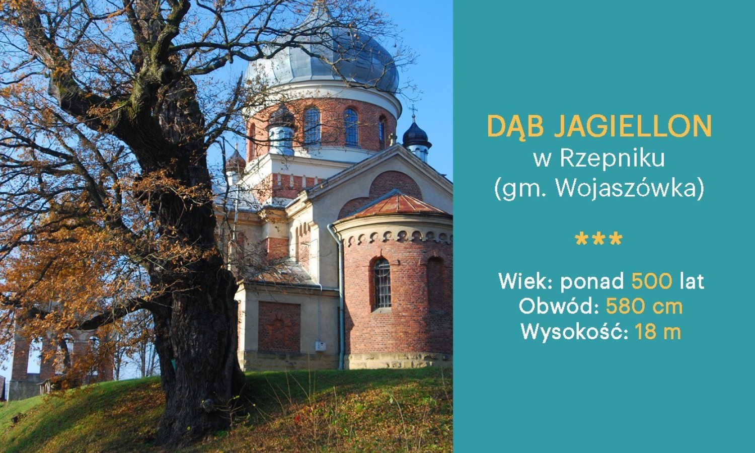 Dąb Jagiellon w Rzepniku (gm