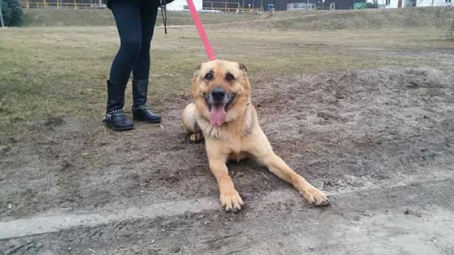 ma ody owczarek niemiecki fado czeka w pleszewskim przytulisku dla owczarek niemiecki do adopcji