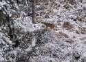Drapieżnik dał się nagrać! Spacer w zimowej scenerii Beskidu Wyspowego. „Bardzo rzadki obrazek” 