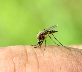 Komar nie daje żyć? Oto domowe (i nie tylko) sposoby na komary