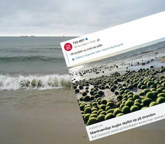 Tajemnicza inwazja na bałtyckiej plaży. Skąd się wzięły zielone kule?