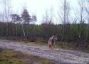 Wilki w lasach w Polsce. Przyrodnicy: nie bójmy się wilków. Wilki w województwie łódzkim to dowód, że przyroda się odradza 12.05.2024