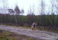 Wilki wróciły do lasów w regionie! Nie trzeba się ich bać - twierdzą przyrodnicy