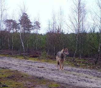 Wilki wróciły do lasów w regionie! Nie trzeba się ich bać - twierdzą przyrodnicy