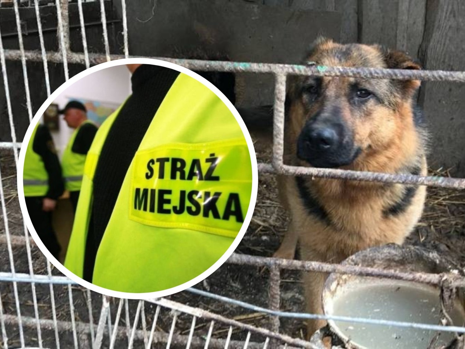 Chciała Nielegalnie Sprzedać Zaniedbanego Psa Na Pchlim Targu We