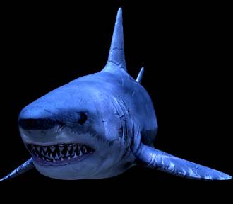  ZOObacz prehistorycznego rekina w Warszawskim ZOO