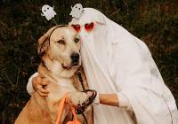 Adopcja albo psikus! Halloweenowa akcja Schroniska Funny Pets w Czartkach ZDJĘCIA
