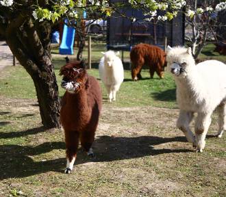 Alpakoterapia w Warszawie. Przemiłe zwierzęta potrafią otworzyć na świat nawet najbardziej 