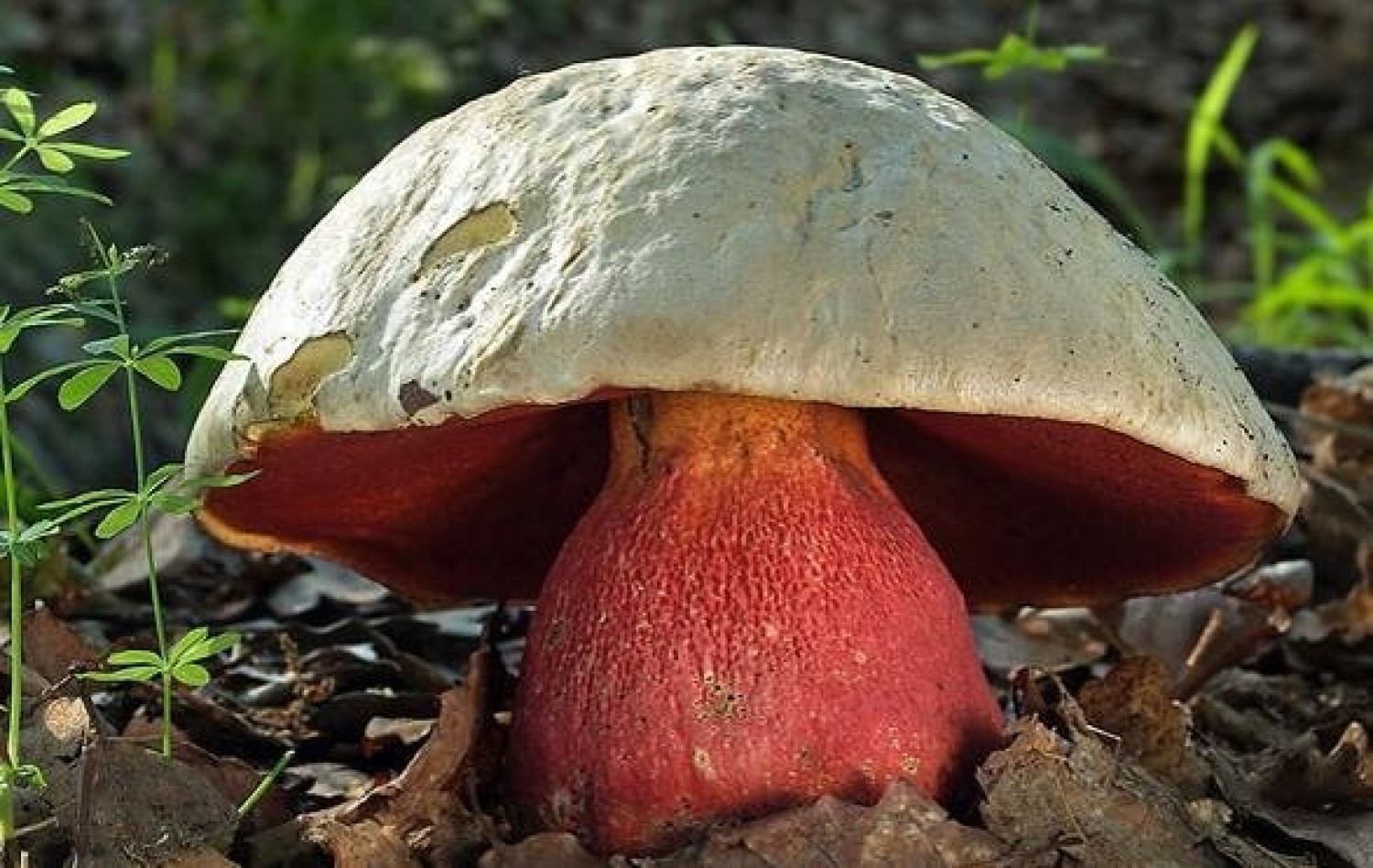 Borowik szatański (Rubroboletus satanas) - trującyśrednica i kolor: średnica ok
