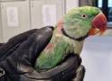 Szczęśliwy finał historii zaginionej papugi. Odnalazł się jej prawowity właściciel i „Koko” wrócił do domu ZDJĘCIA