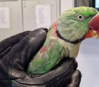 Szczęśliwy finał historii zaginionej papugi. Znalazł się jej prawowity właściciel FOT