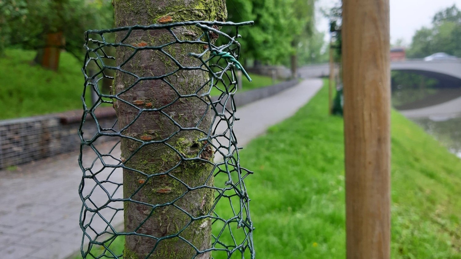 Dzięki interwencji MZD bóbr żyjący nad Młynówką nie będzie już nadgryzał młodych drzew